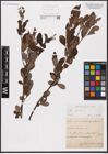 Foto von Salix aurita L.